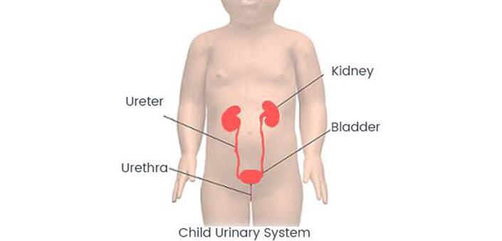 Paediatric Urology